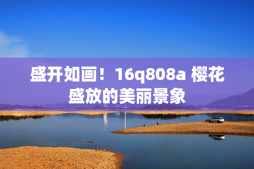 盛開如畫！16q808a 櫻花盛放的美麗景象
